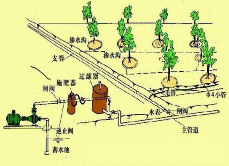 滴灌带技术革新带来农业新景观